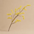 Seroise Mimosa Branch - Gele Mimosatak