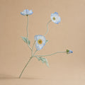 Seroise Azure Poppy - Lichtblauwe Klaproos
