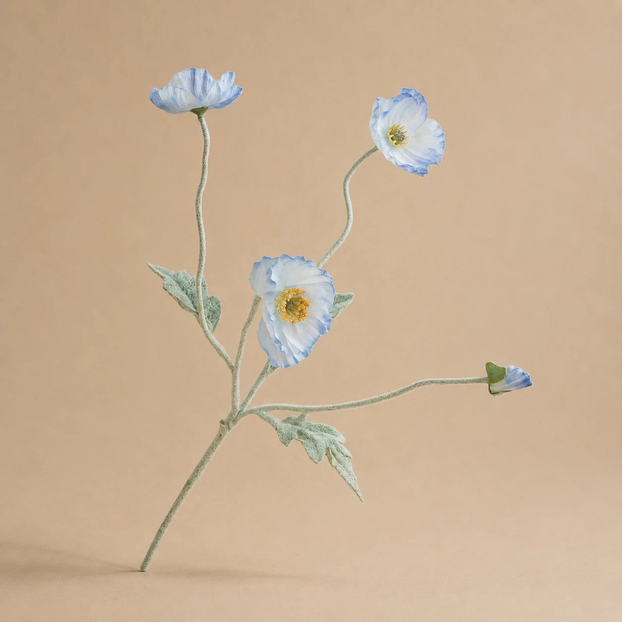 Seroise Azure Poppy - Lichtblauwe Klaproos