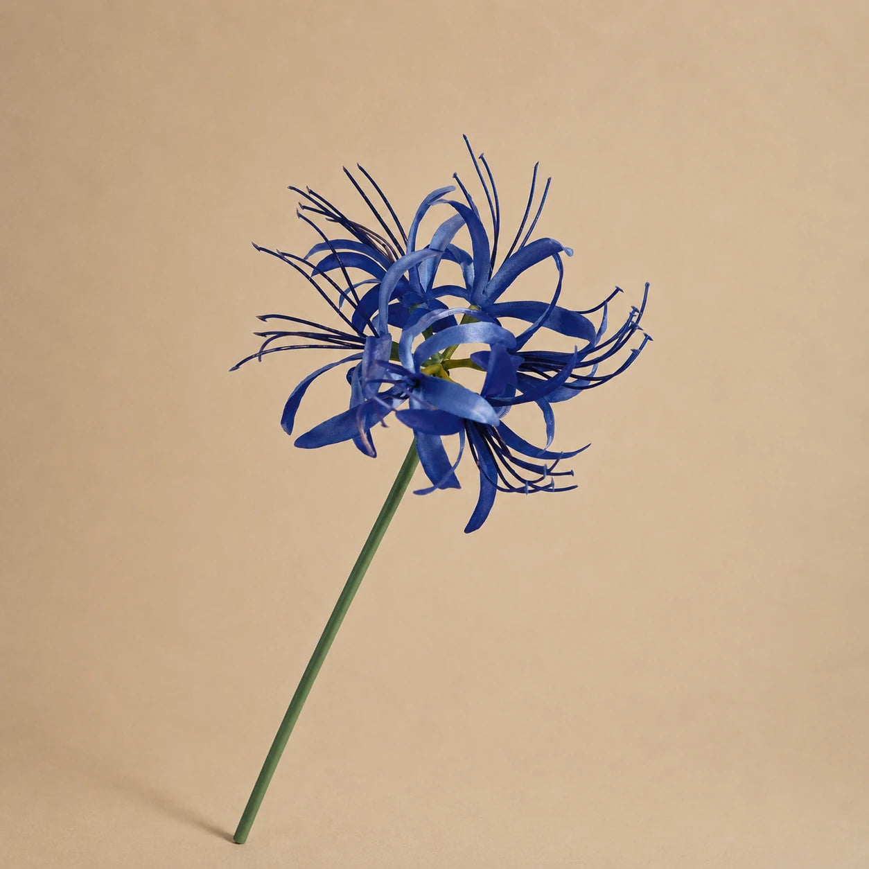 Seroise Cobalt Bloom - Blauwe Nerine
