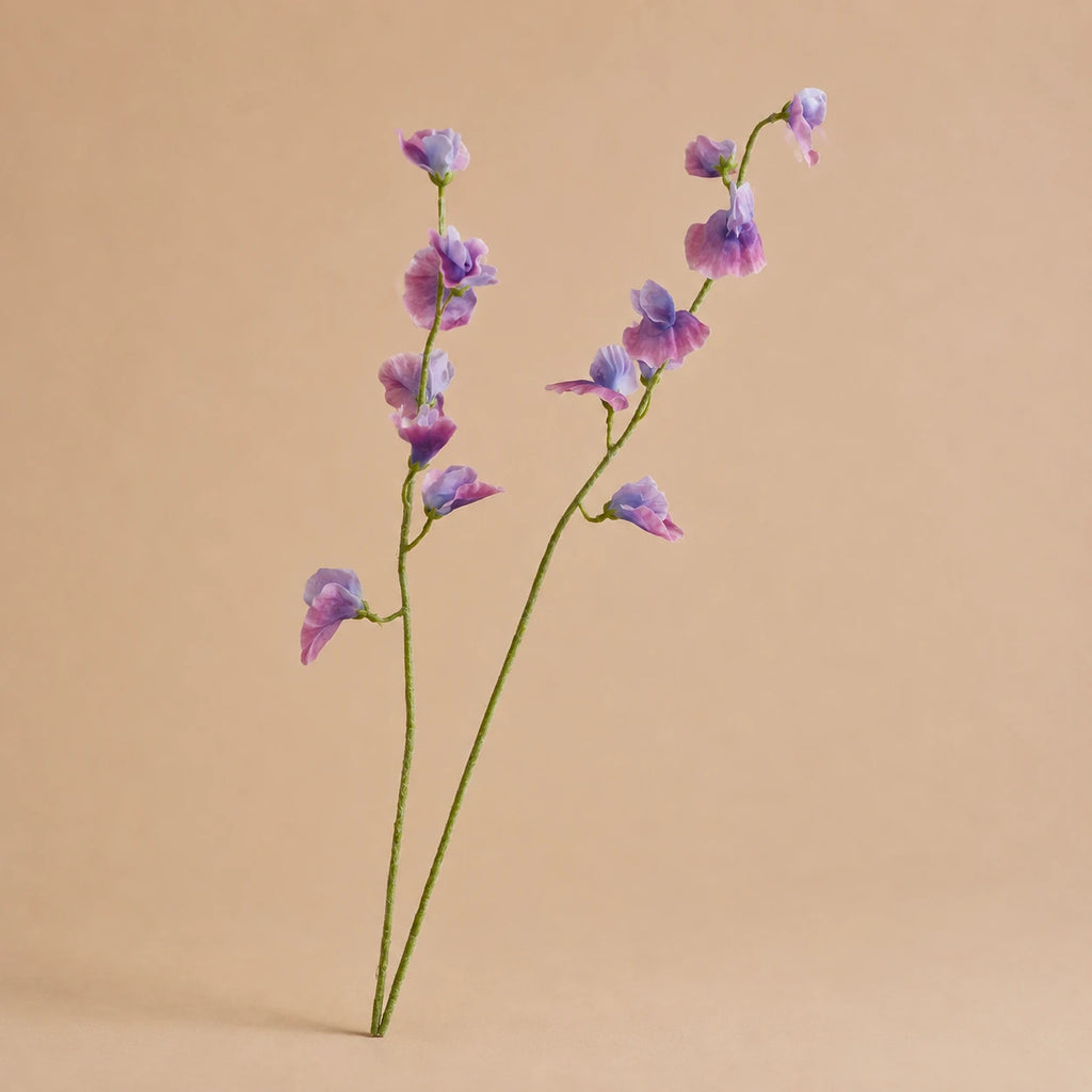 Seroise Sweet Pea - Lila Siererwt