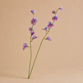 Seroise Sweet Pea - Lila Siererwt