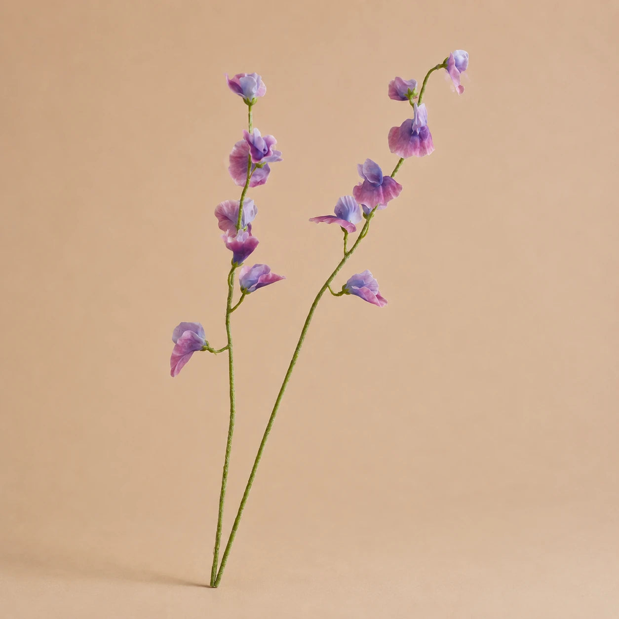 Seroise Sweet Pea - Lila Siererwt