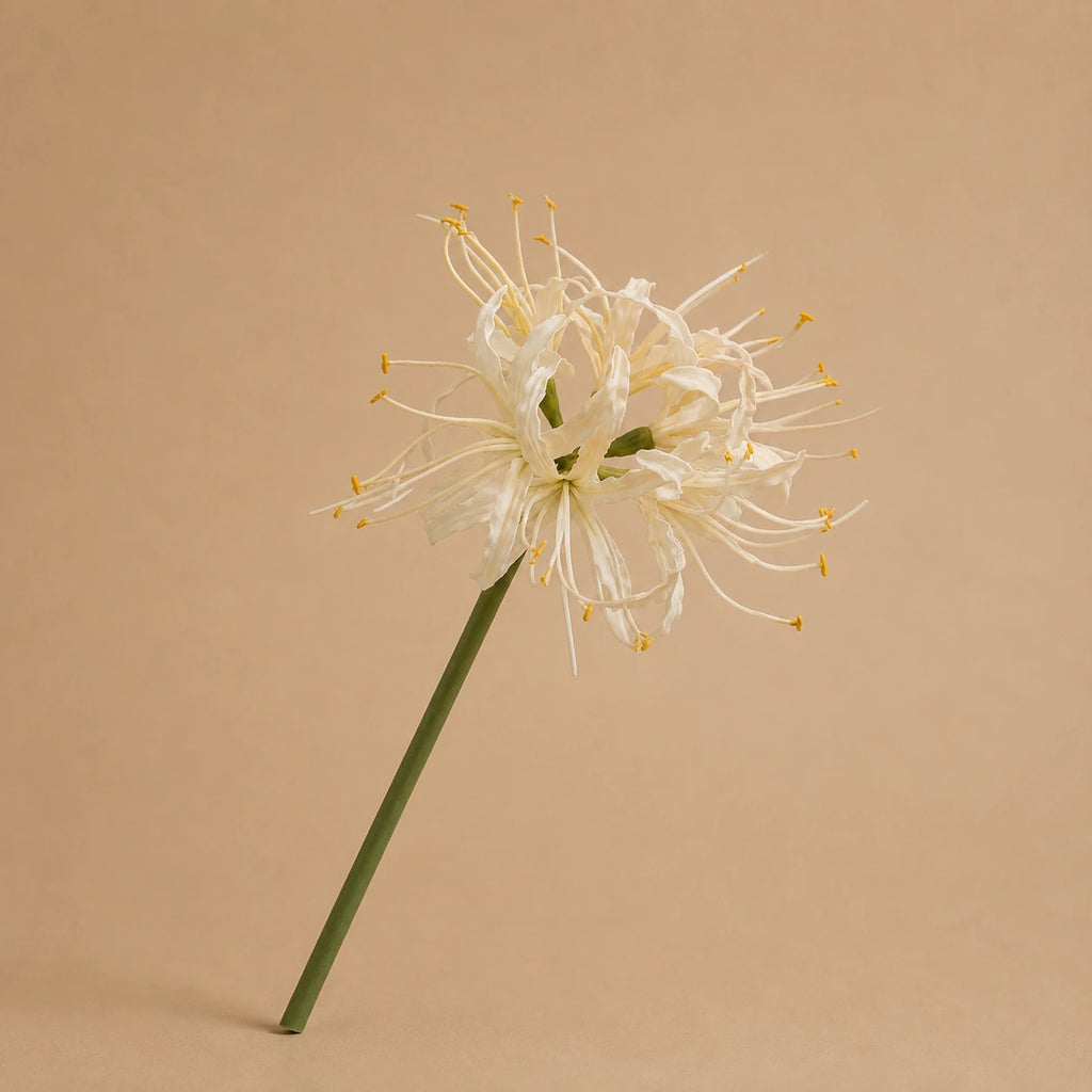 Seroise White Nerine - Witte Nerine