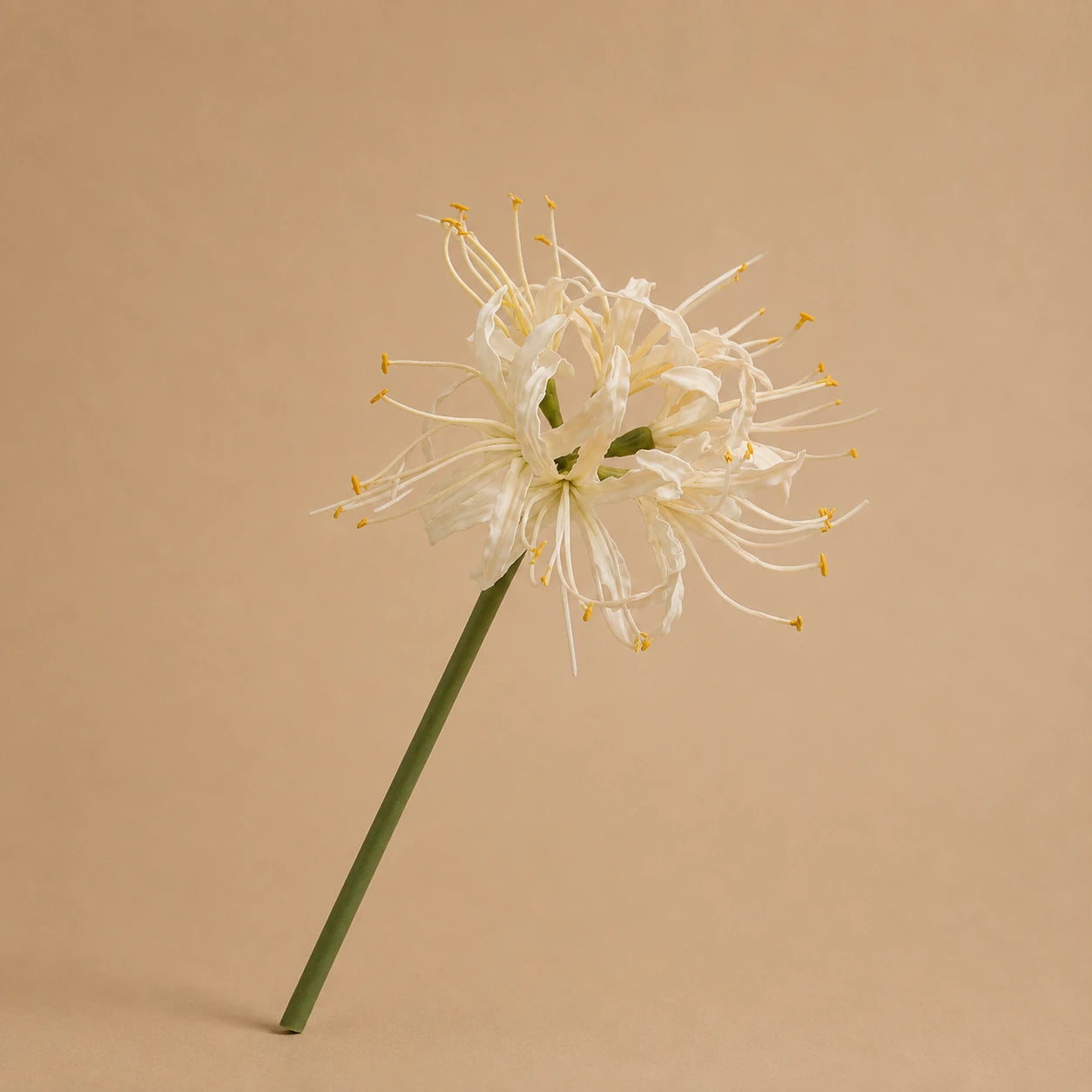 Seroise White Nerine - Witte Nerine