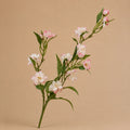 Seroise Blush Blossom - Roze Wildrose