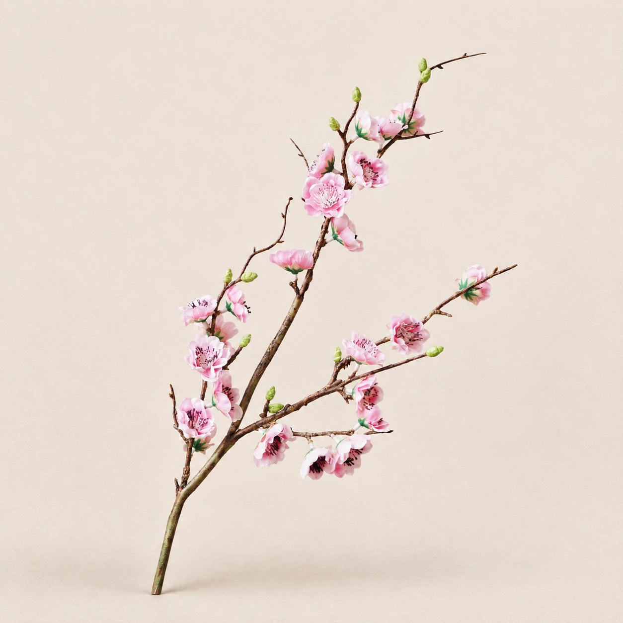 Seroise Sakura Branch - Japanse Sierkers