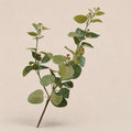 Seroise Eucalyptus Branch - Eucalyptustak