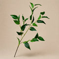 Seroise Ficus Branch - Groene Ficus Tak