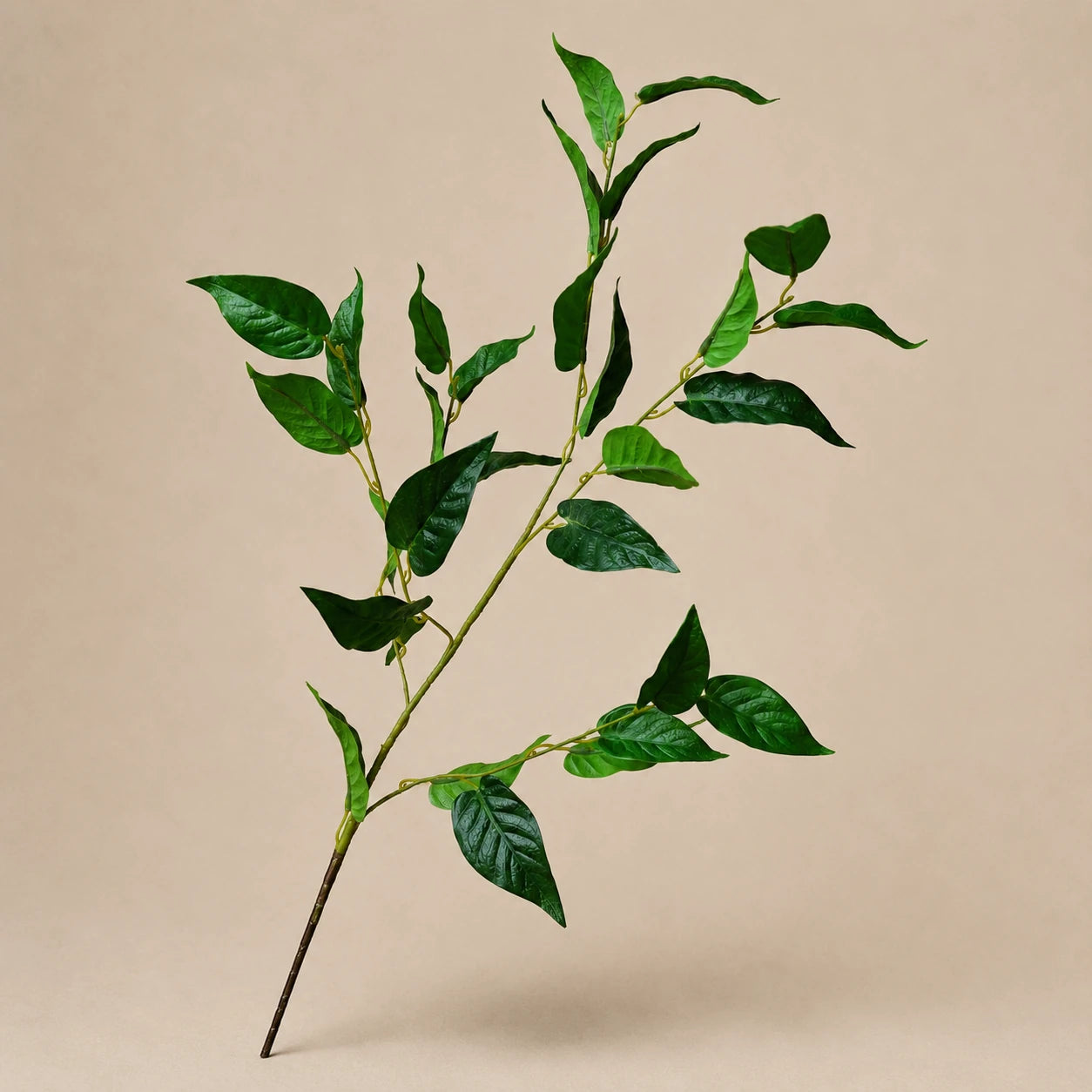 Seroise Ficus Branch - Groene Ficus Tak